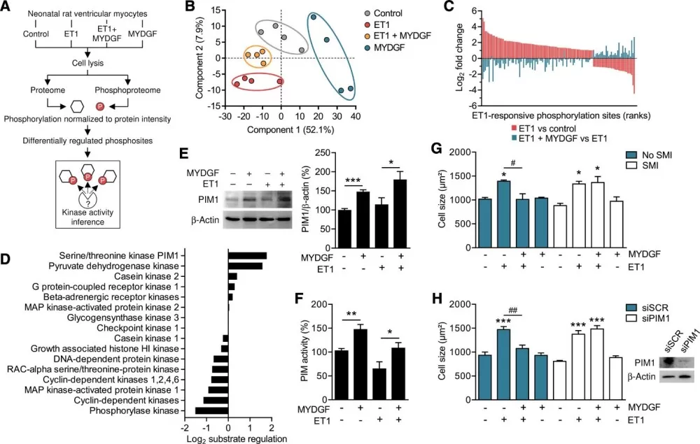 Phosphoproteome analysis identifies PIM1 as a signaling target of MYDGF